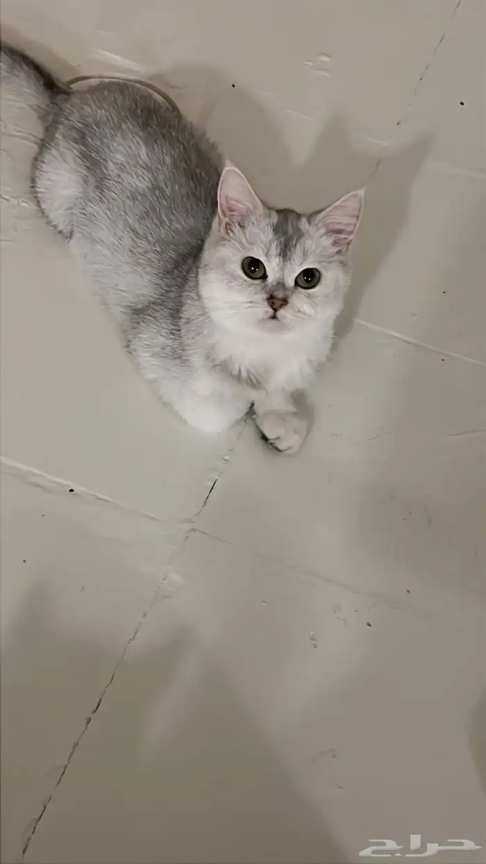 سكوتش استريت أنثى ابيض شانشيلا 0