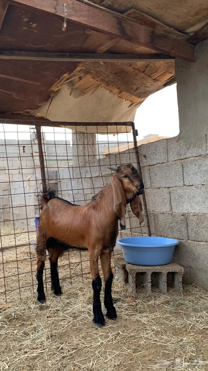 مشروع فحل فاخر 2