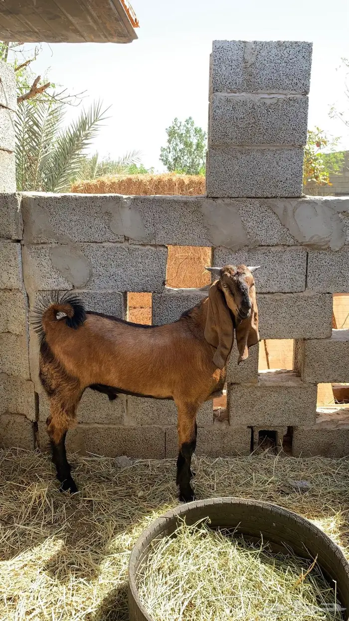 مشروع فحل فاخر 0
