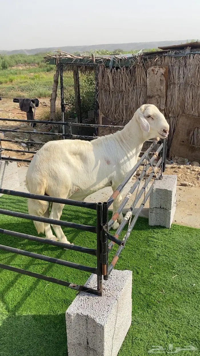 فحل حري مع درماني 0