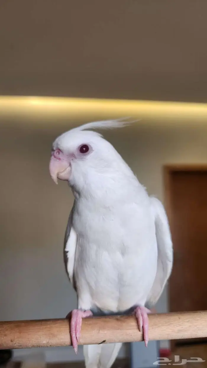 فرخ كروان ألبينو عيون حمر 0