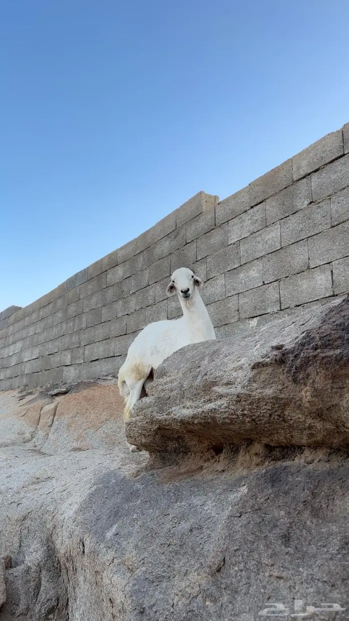 خروف فحل للبيع 4