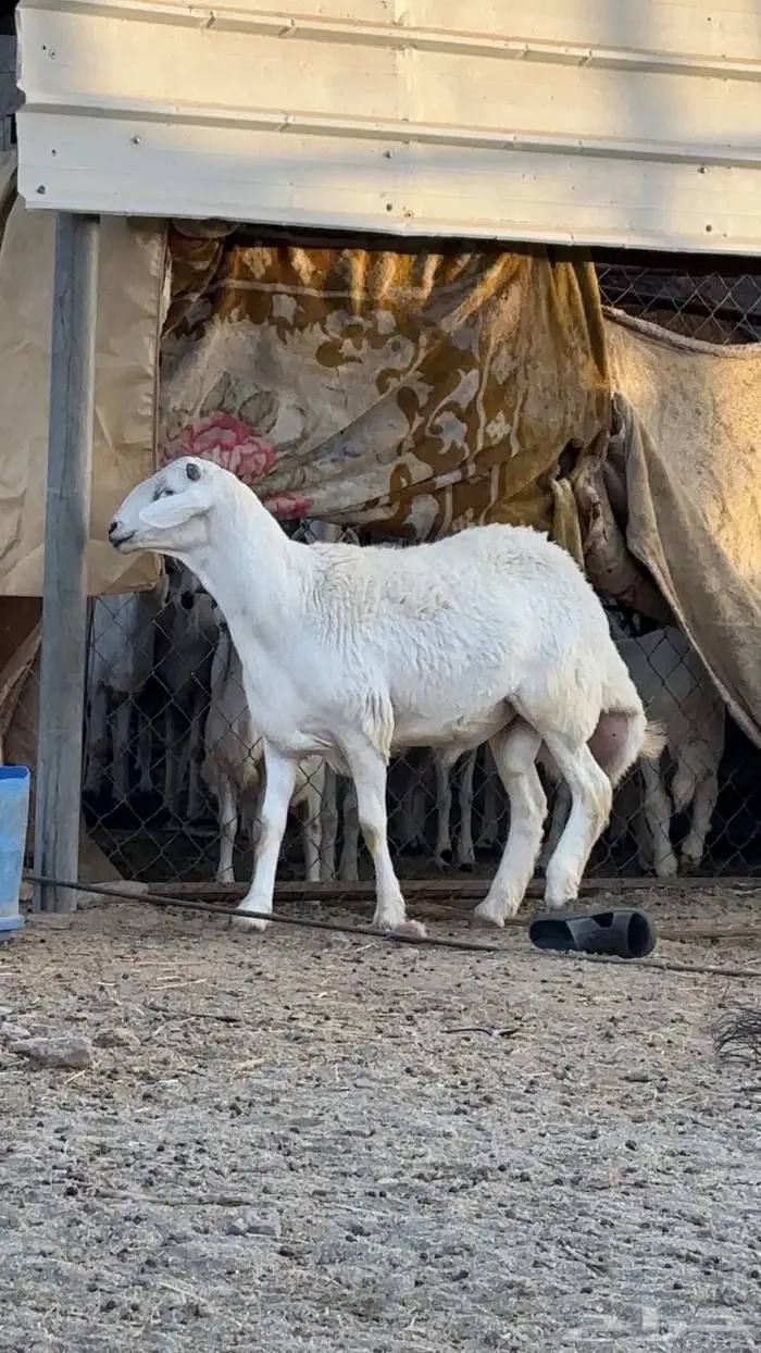 خروف فحل للبيع 2