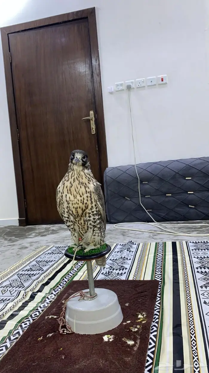 جير شاهين 18 ب 18 1