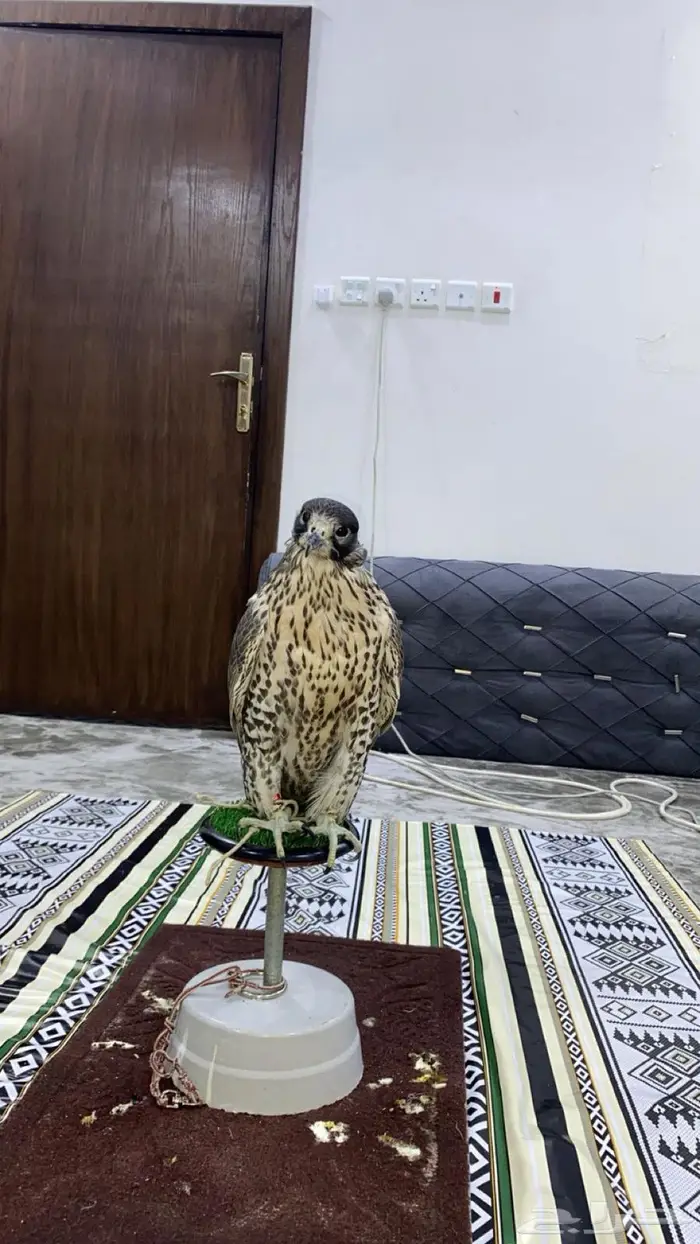 جير شاهين 18 ب 18 2