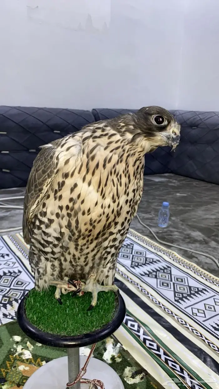 جير شاهين 18 ب 18 0