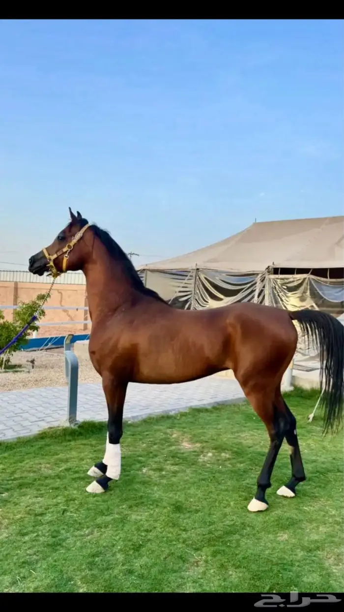حصان عربي بأوراق 1