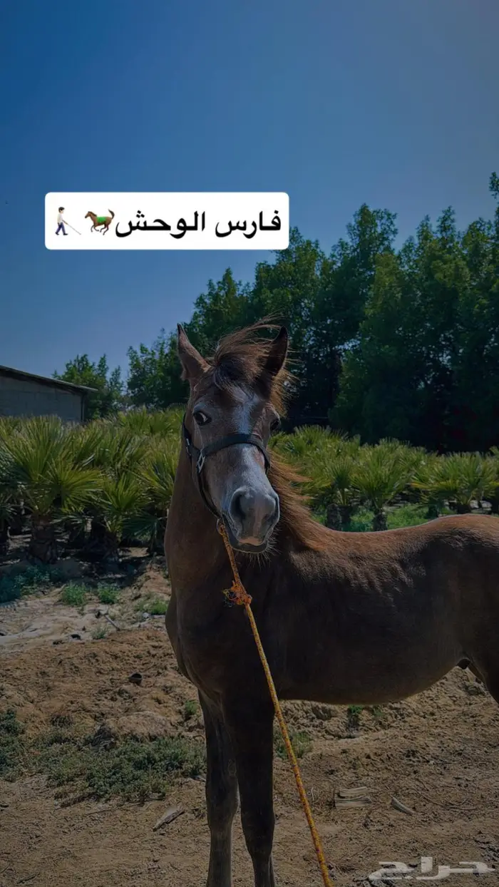 خيل 1