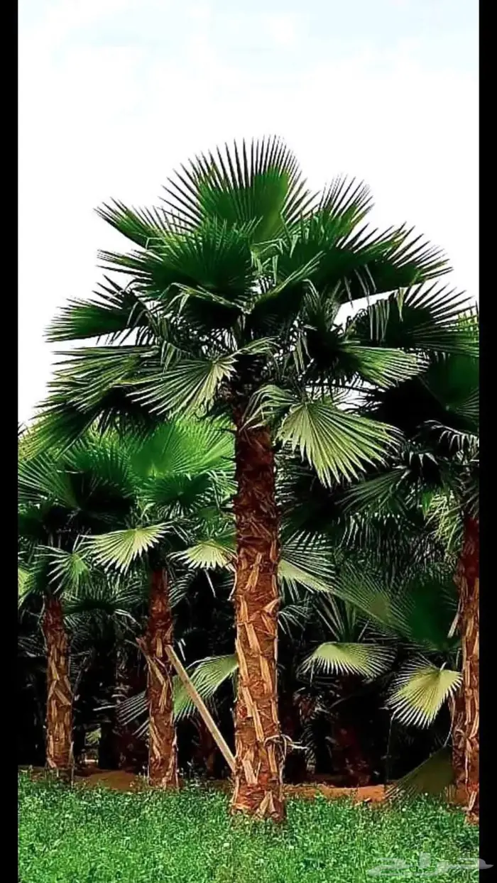 نخيل وأشجار جميع المقاسات 0