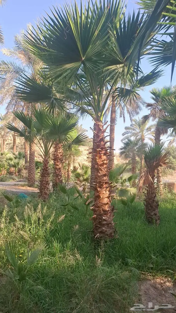 نخيل وأشجار جميع المقاسات 1