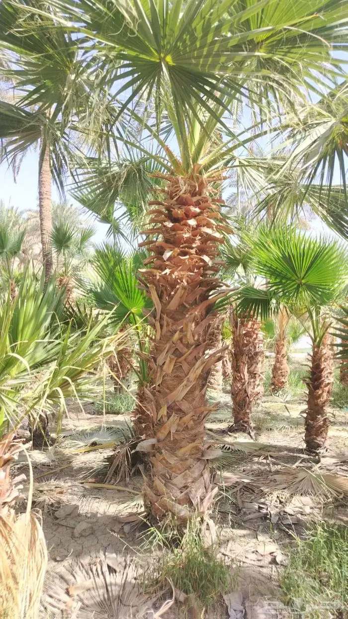 نخيل وأشجار جميع المقاسات 10