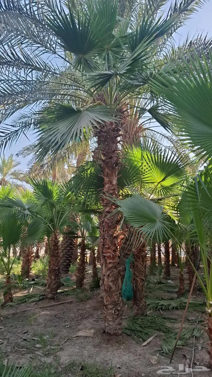 نخيل وأشجار جميع المقاسات 2
