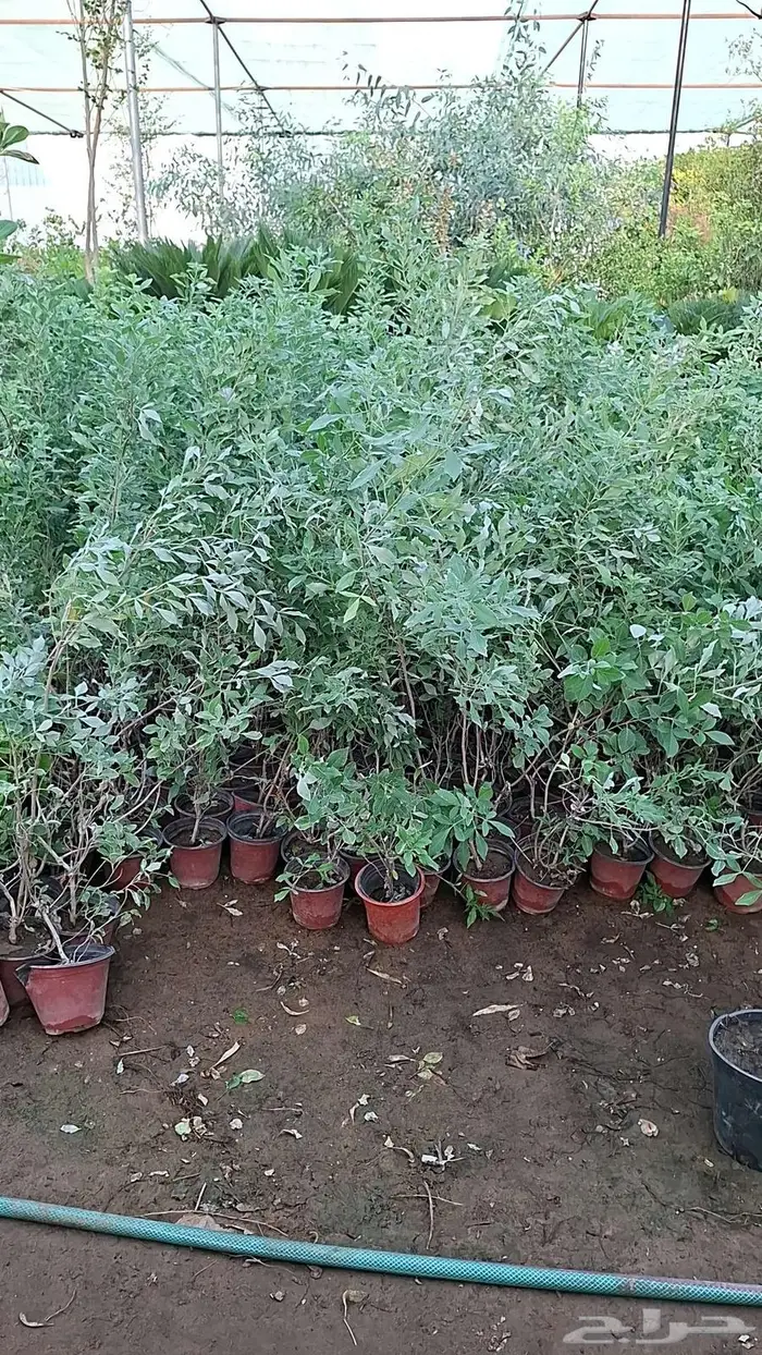 نخيل وأشجار جميع المقاسات 12