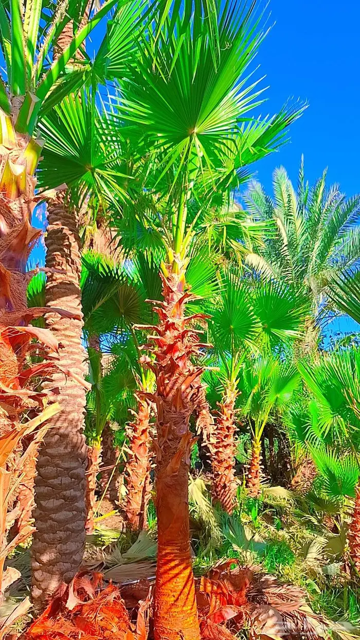 نخيل وأشجار جميع المقاسات 16