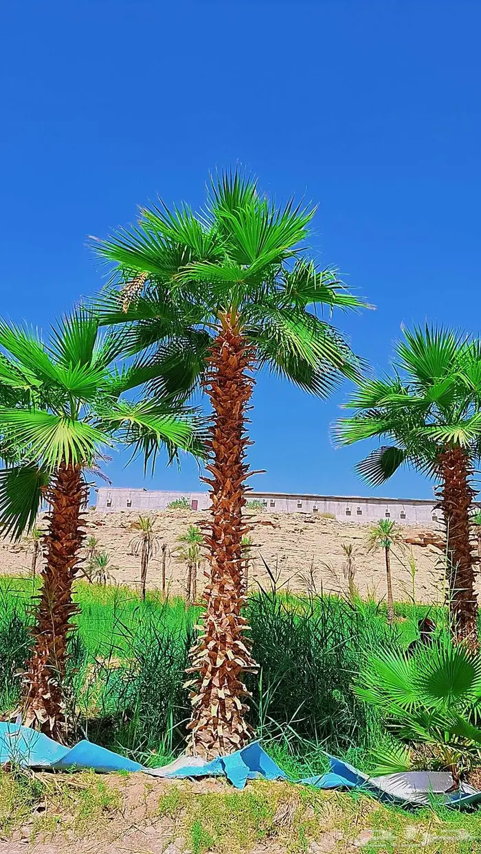 نخيل وأشجار جميع المقاسات 20