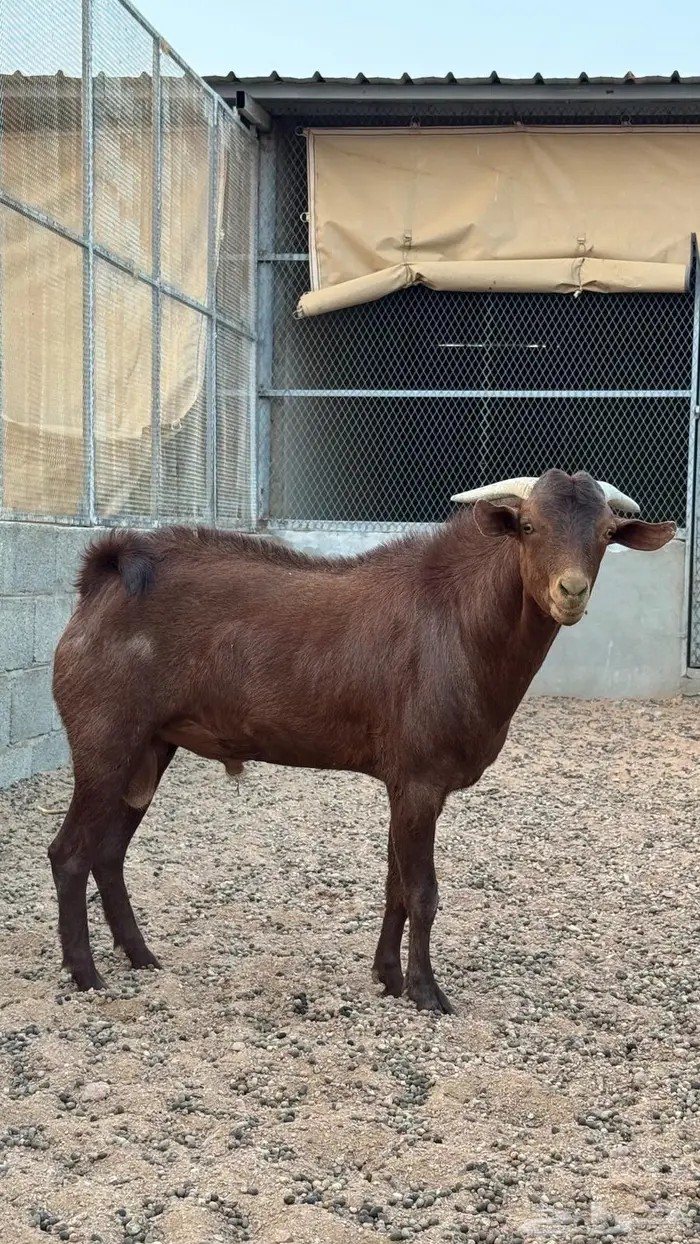 تيس تهامي فحل 0