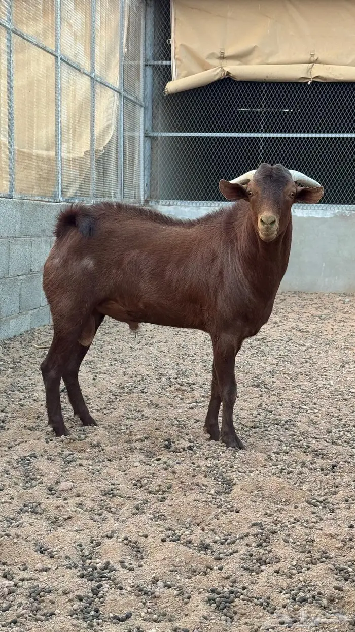 تيس تهامي فحل 1