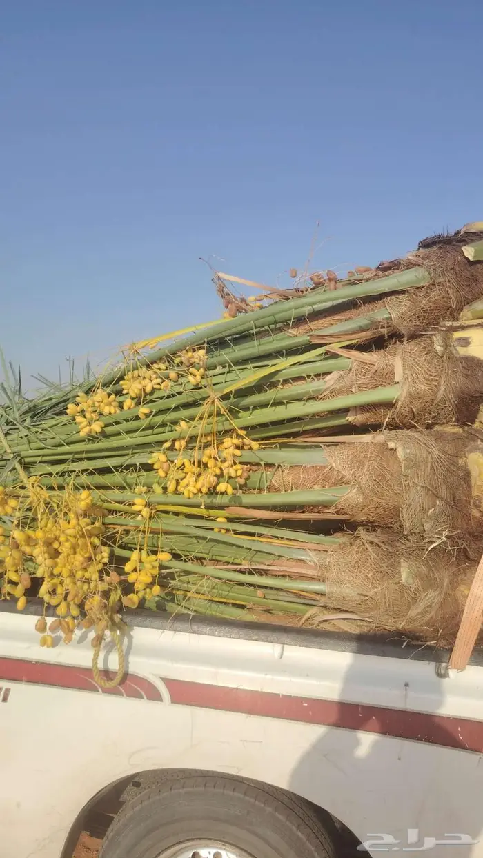 نخيل البيع المزحميه_الجلة_تبراك_القوعية_الخرج_شقراء القوعيه 0