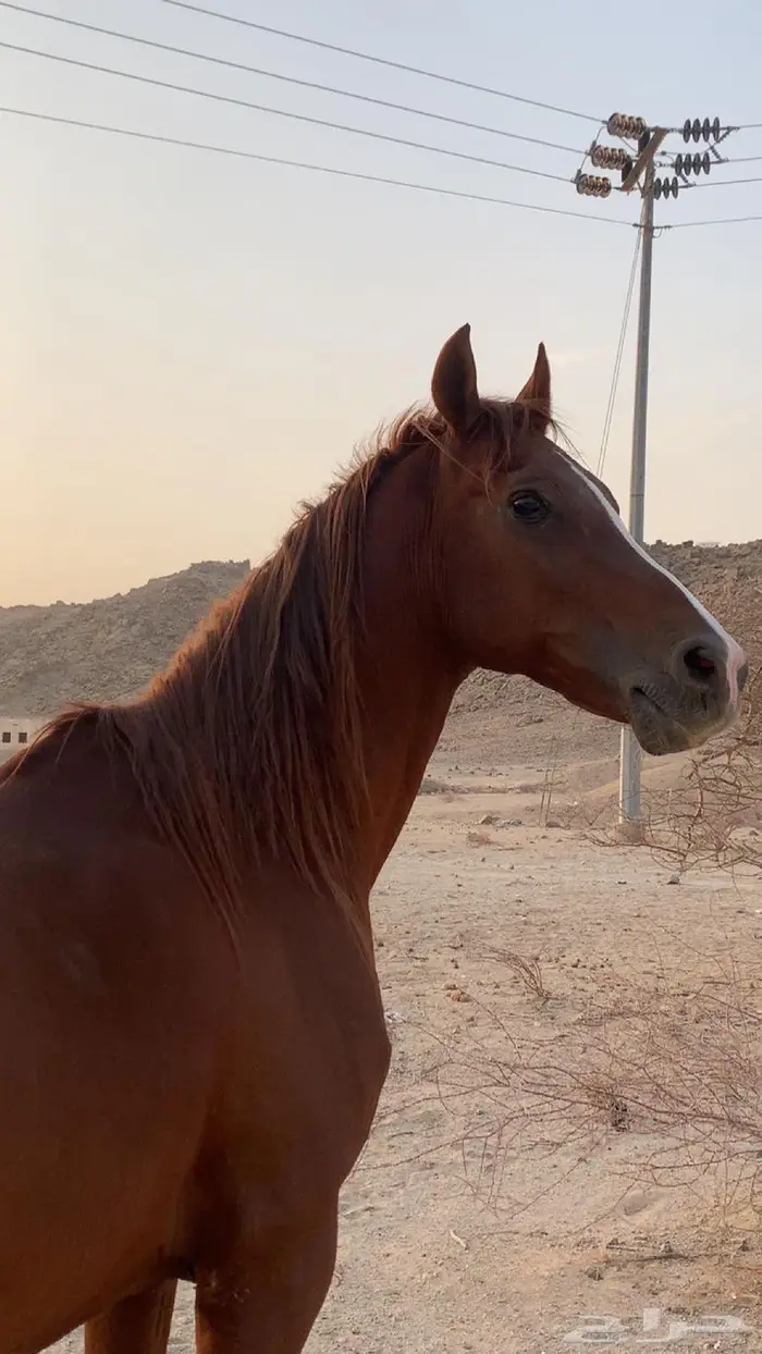 حصان سباقات 3