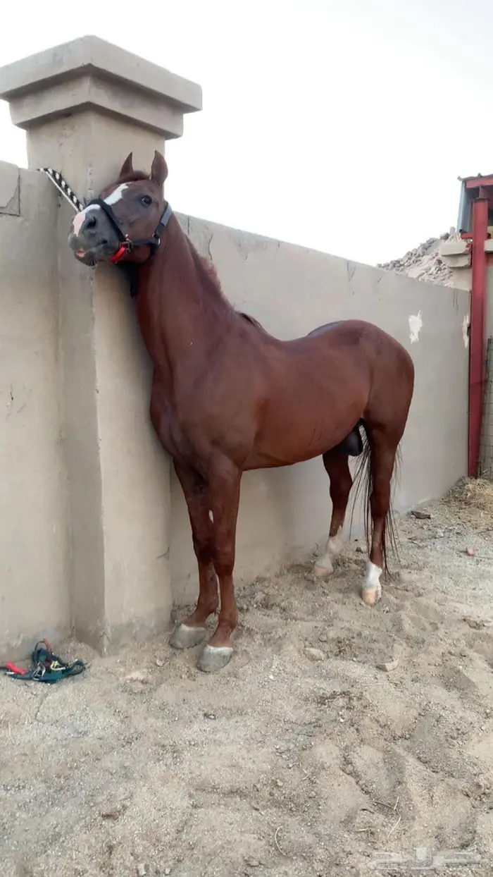 حصان سباقات 2