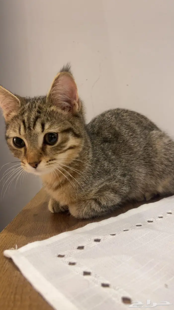 للبيع ذكر سكوتش استريت 4