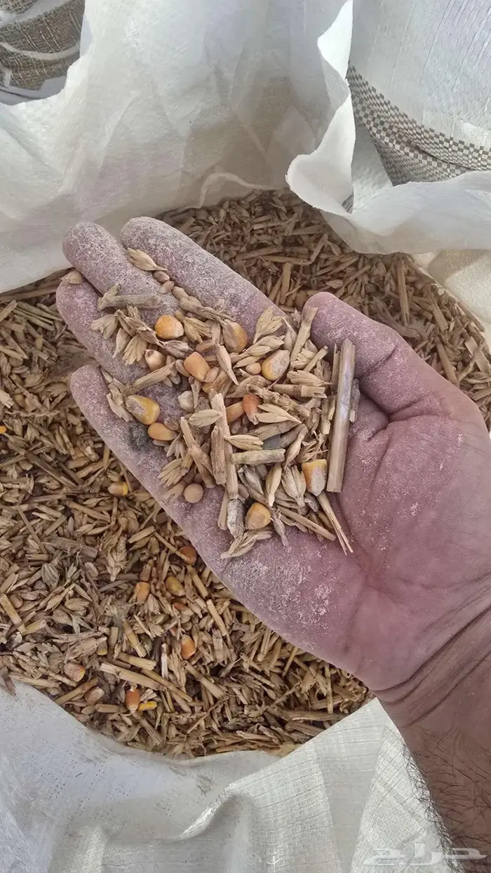 مواشي وحيوانات شوار وشعير وطحين للاغنام والمواشي 2