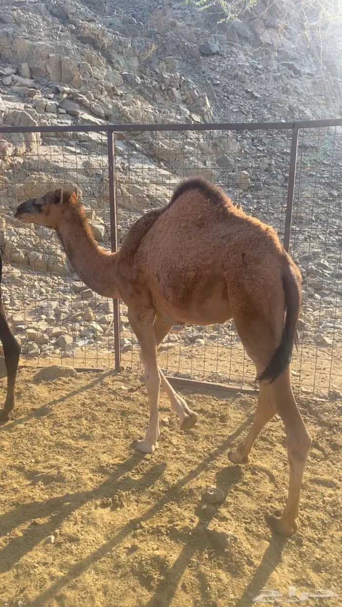 قعود 0