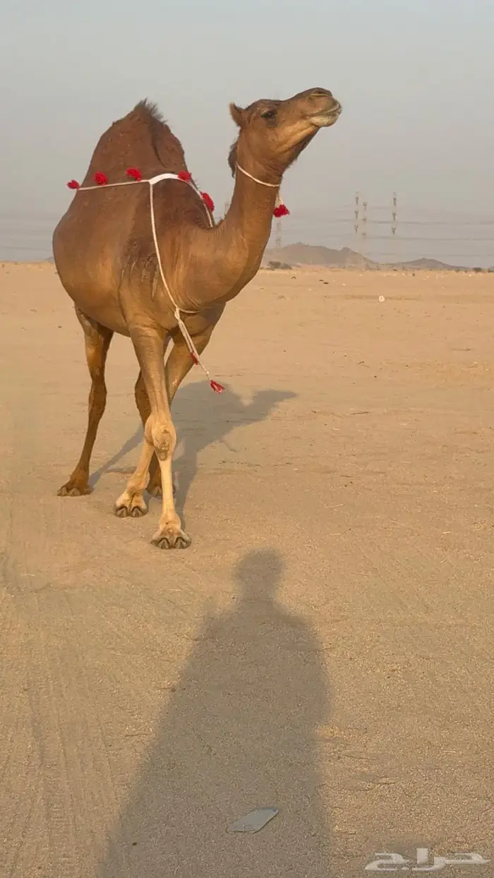 ساحليه حمرا مدني رباع 2