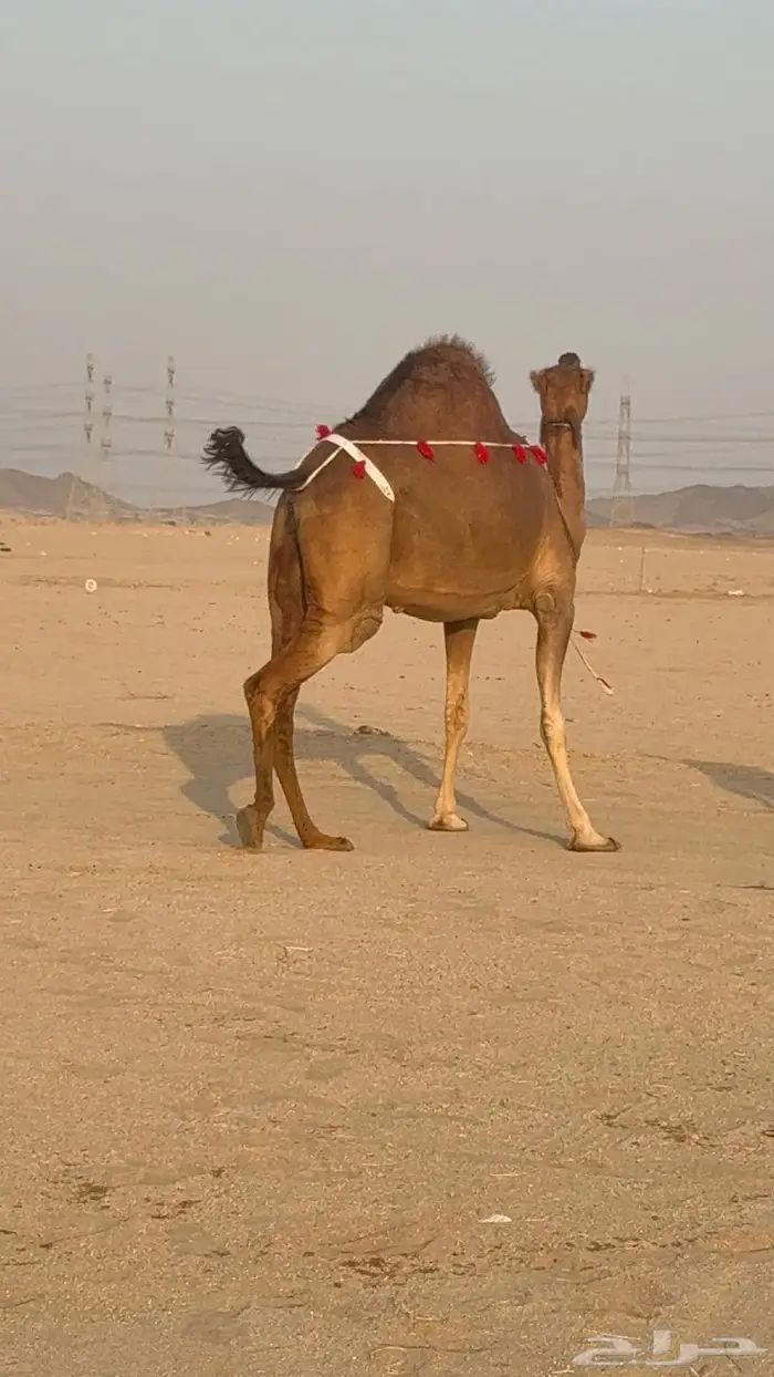 ساحليه حمرا مدني رباع 4