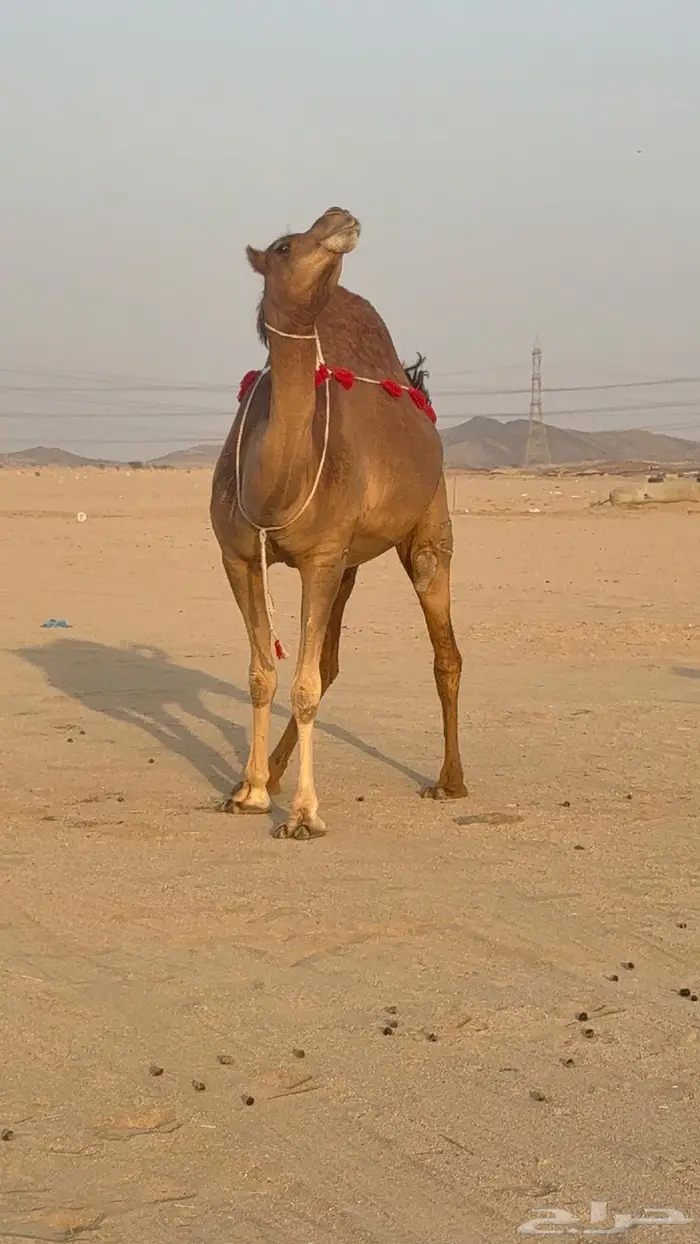 ساحليه حمرا مدني رباع 8