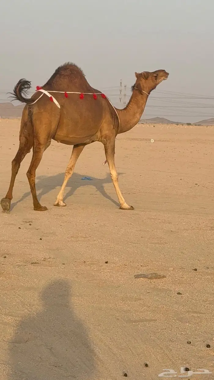 ساحليه حمرا مدني رباع 6