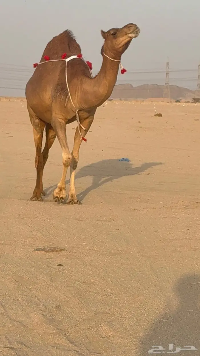 ساحليه حمرا مدني رباع 3