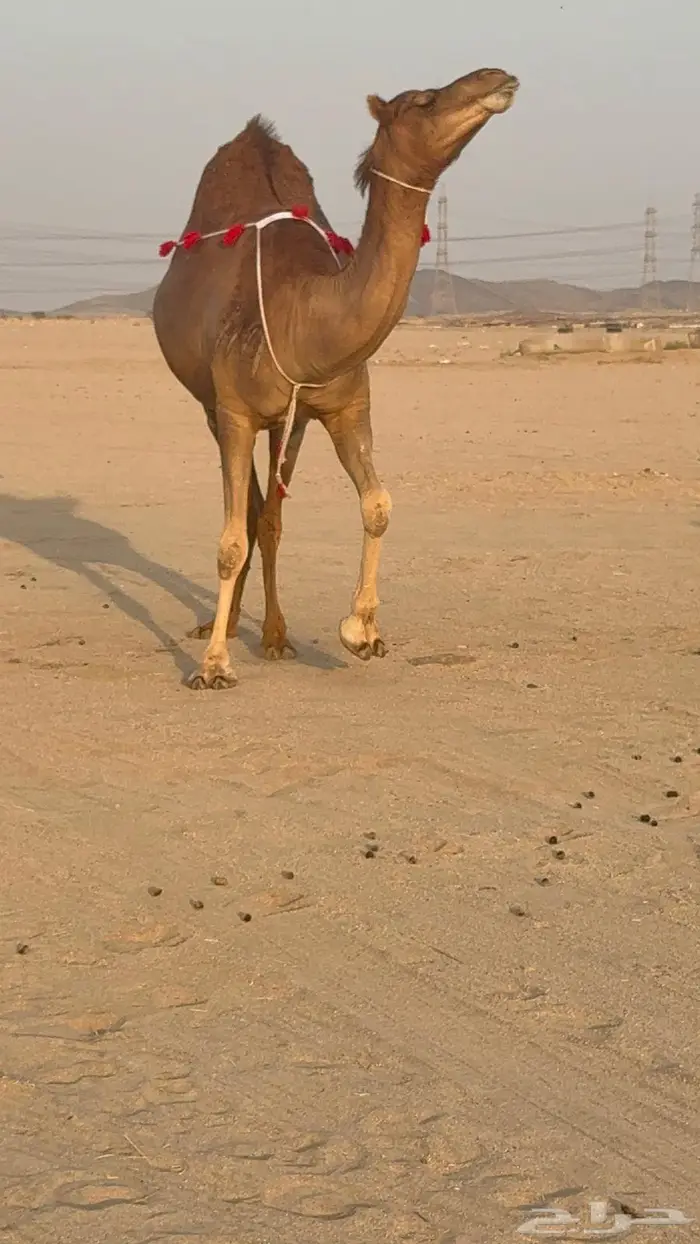 ساحليه حمرا مدني رباع 7