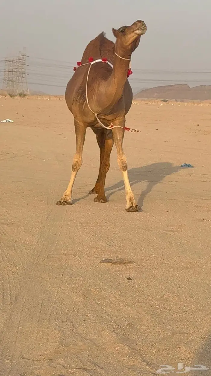 ساحليه حمرا مدني رباع 1