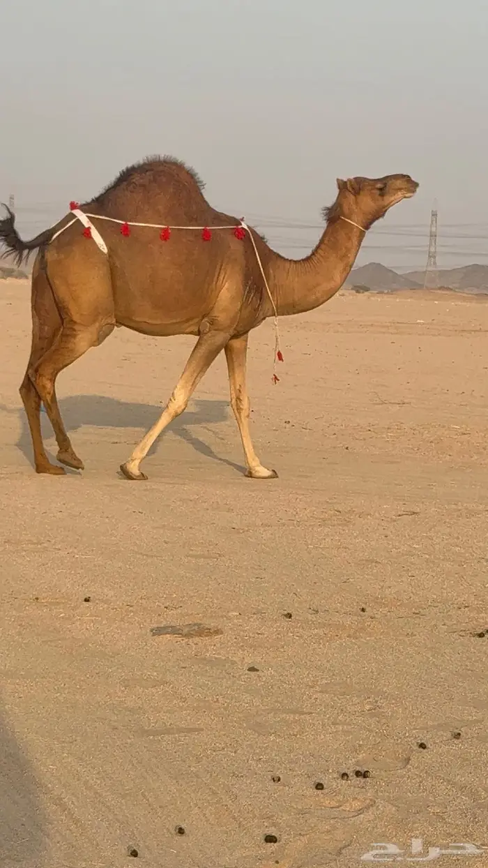 ساحليه حمرا مدني رباع 5