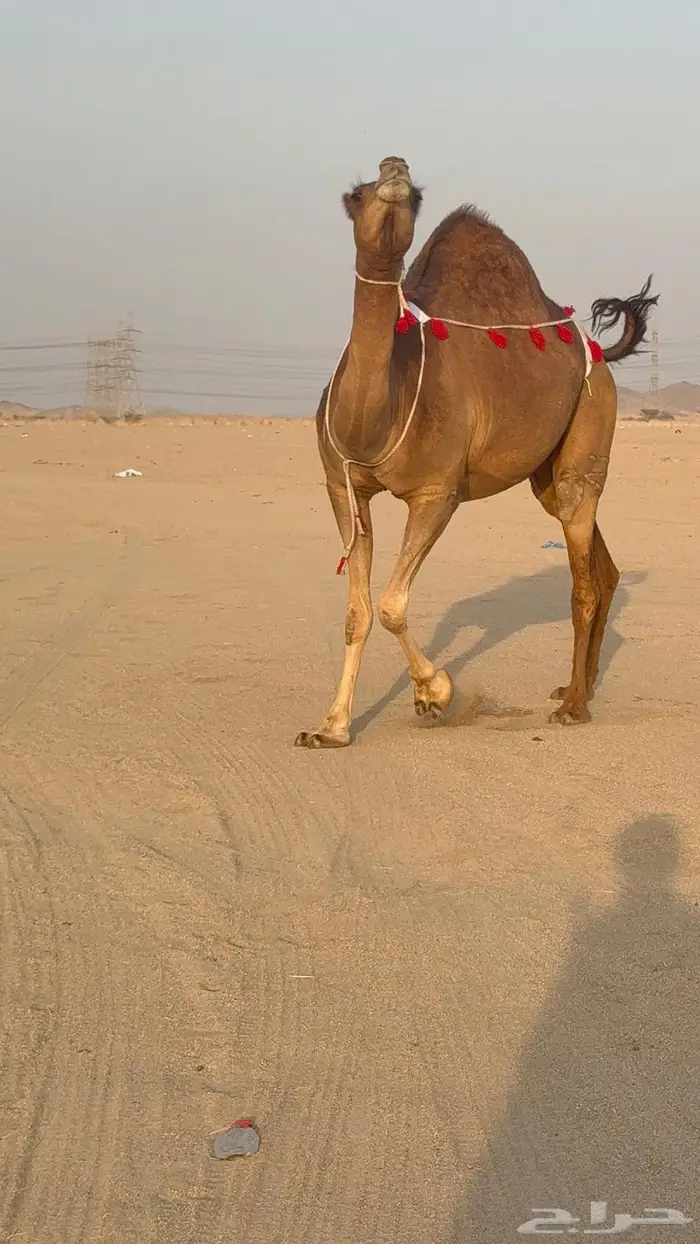 ساحليه حمرا مدني رباع 10