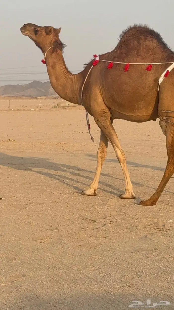 ساحليه حمرا مدني رباع 9