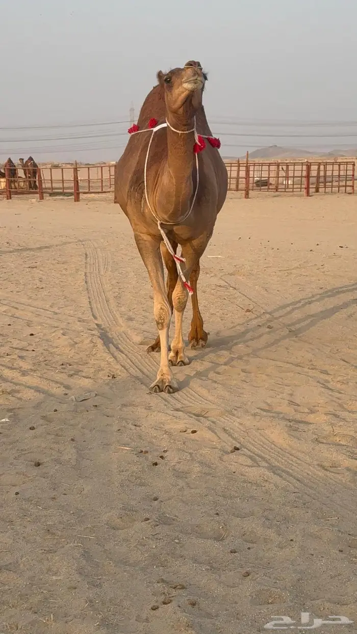 ساحليه حمرا مدني رباع 12