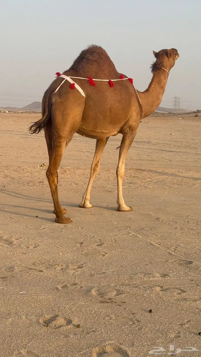 ساحليه حمرا مدني رباع 0