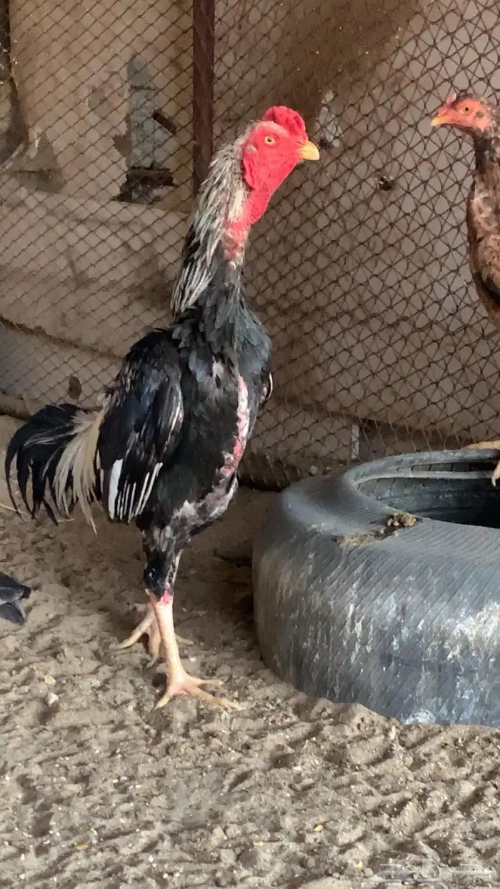 ديك شامو ياباني 0