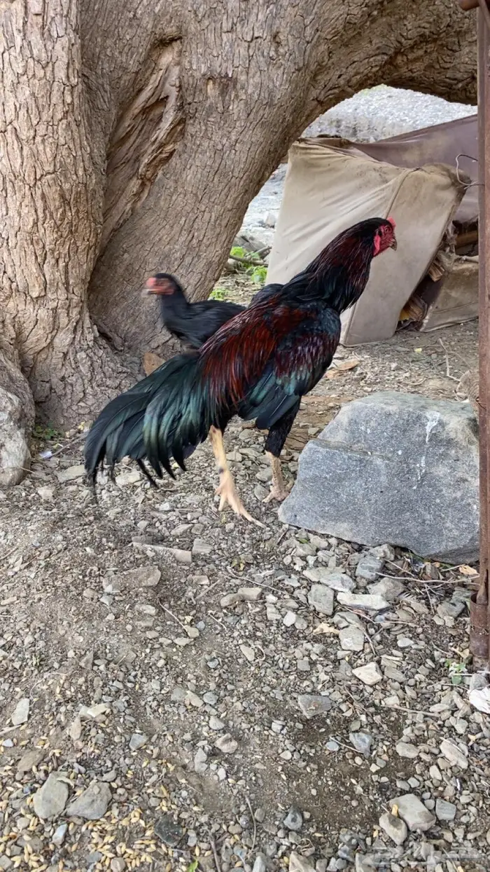 ديك سندي 0