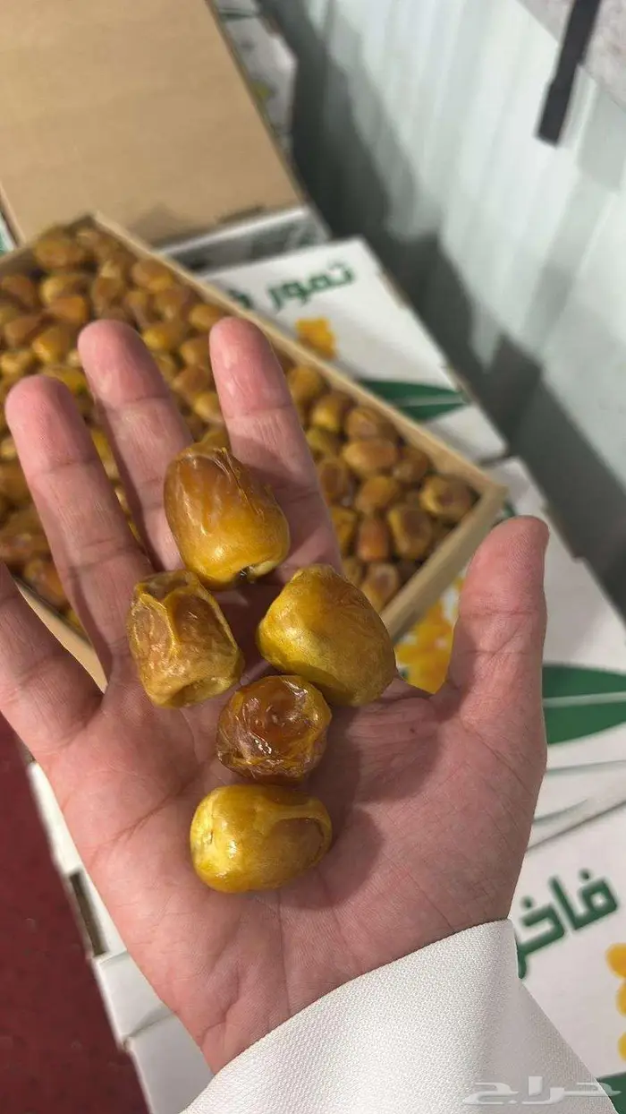 تمر اخلص القصيم مزرعه العمر 9