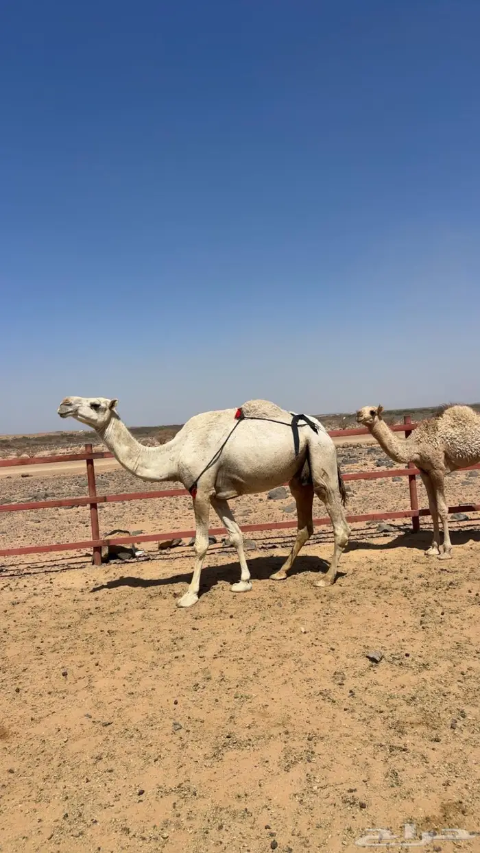 عشاير للبيع 2