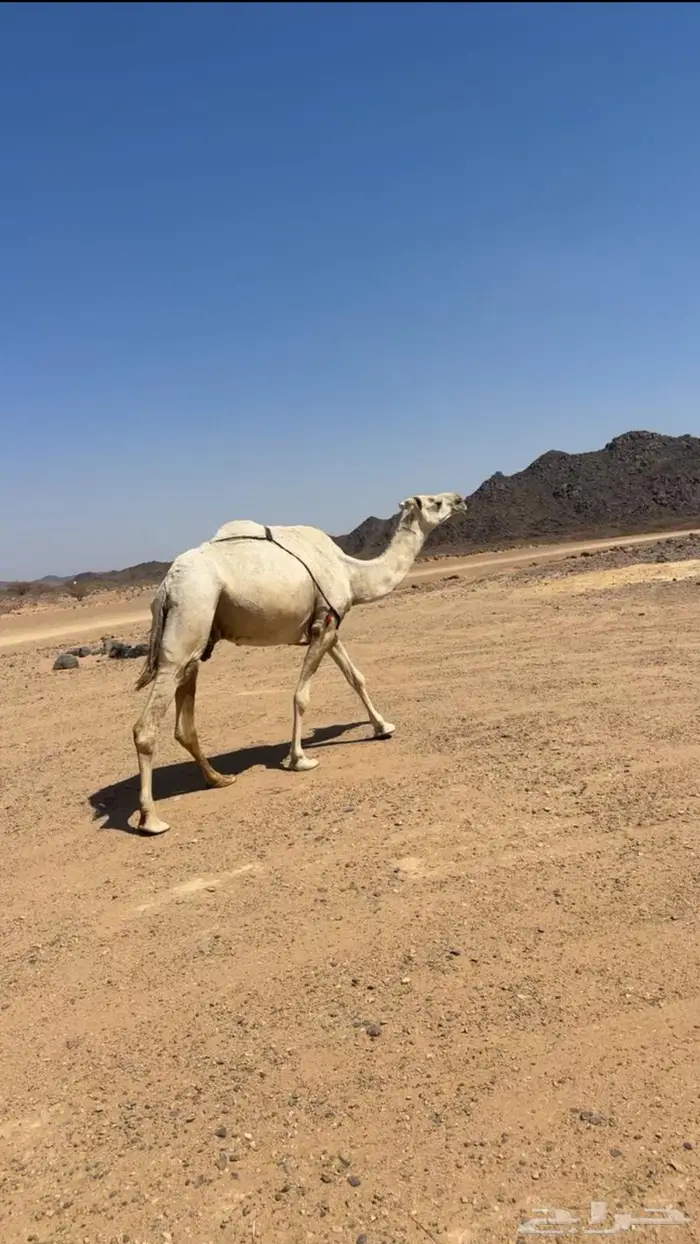 عشاير للبيع 0