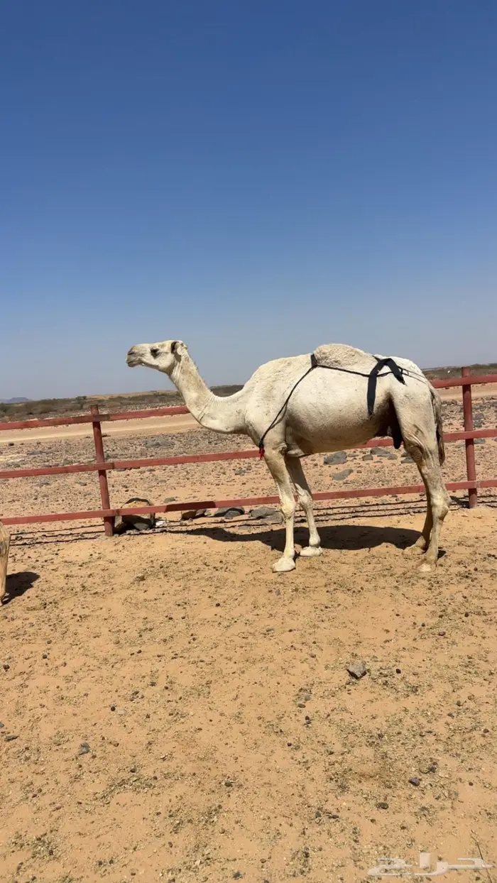 عشاير للبيع 1