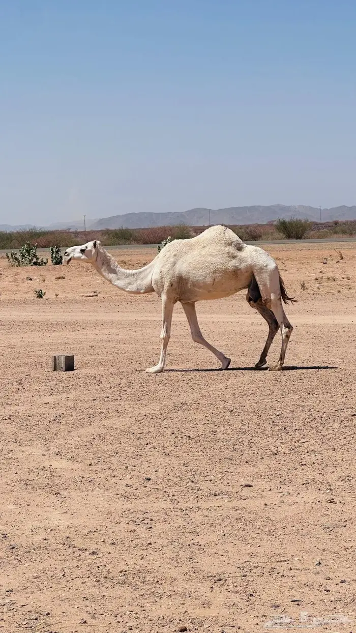 عشاير للبيع 5