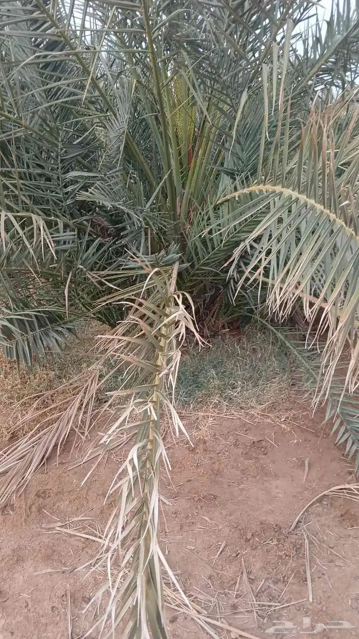 نخل القصيم جثايث مجدول وصقعي للبيع بريده عيون الجواء عنيزة ح 2