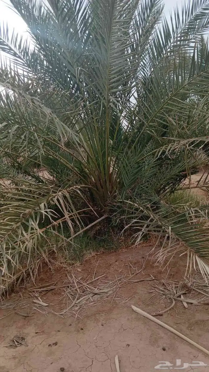 نخل القصيم جثايث مجدول وصقعي للبيع بريده عيون الجواء عنيزة ح 4