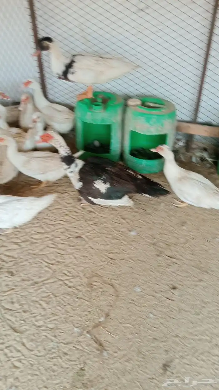 بط مصري منتج 0