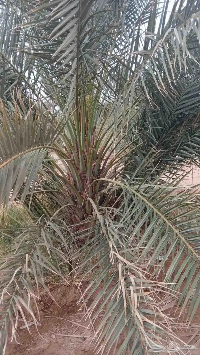نخل القصيم جثايث مجدول وصقعي للبيع بريده عيون الجواء عنيزة ح 3